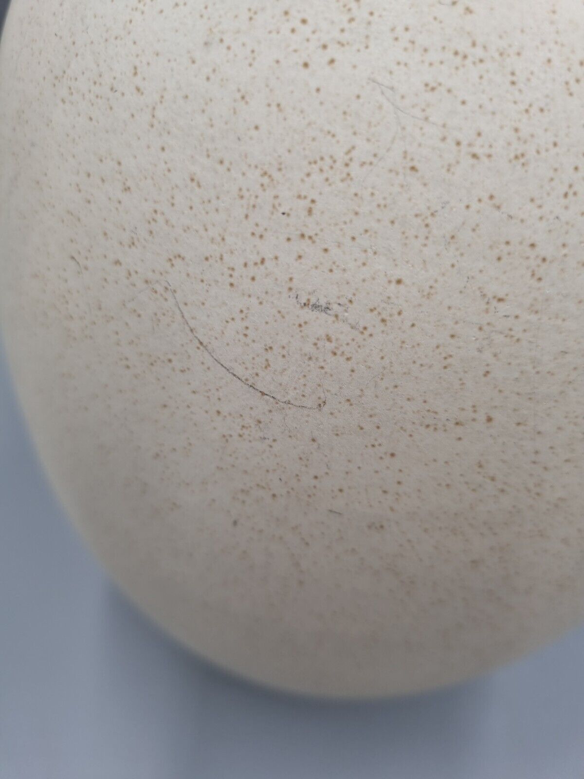 A Heals Ceramic Buff/Neutral Vase 1980's, Eggshell Ovoid, H-25cm.